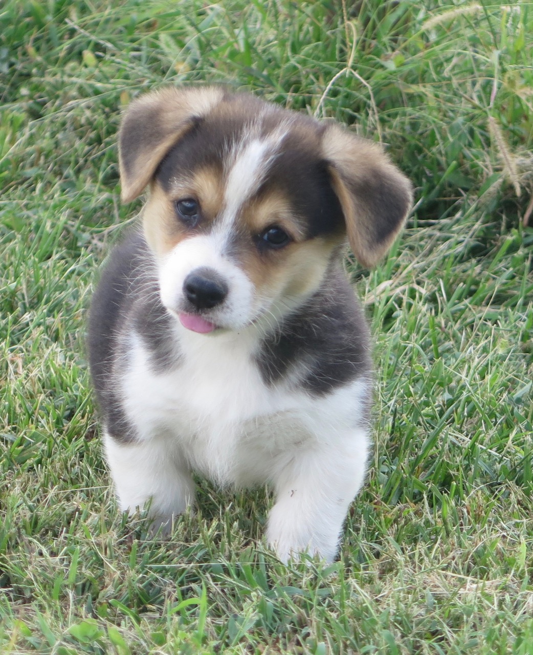 Corgis For Sale - Sevits Corgis