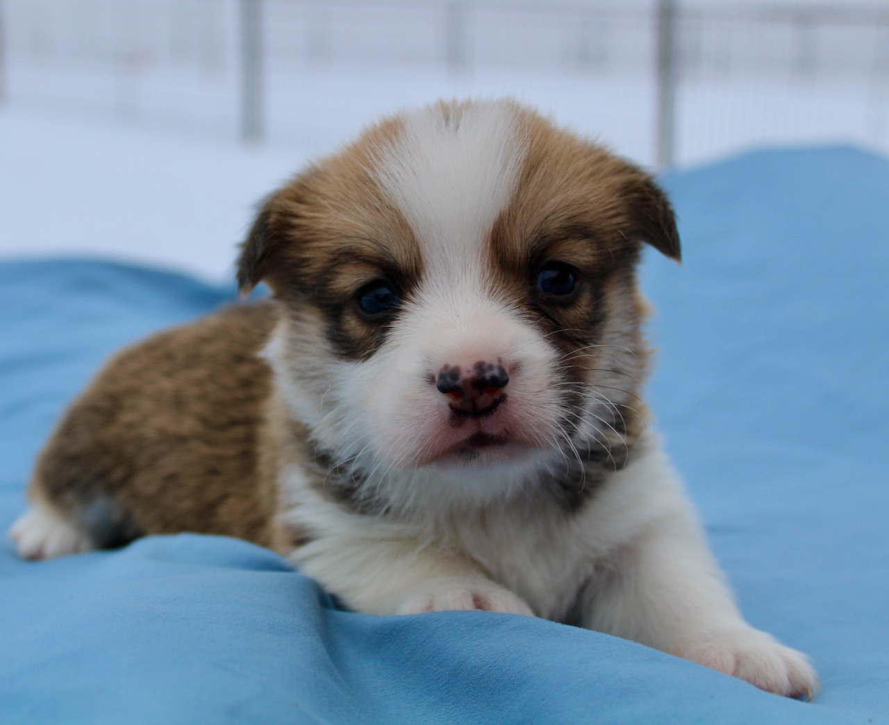 Corgis For Sale - Sevits Corgis