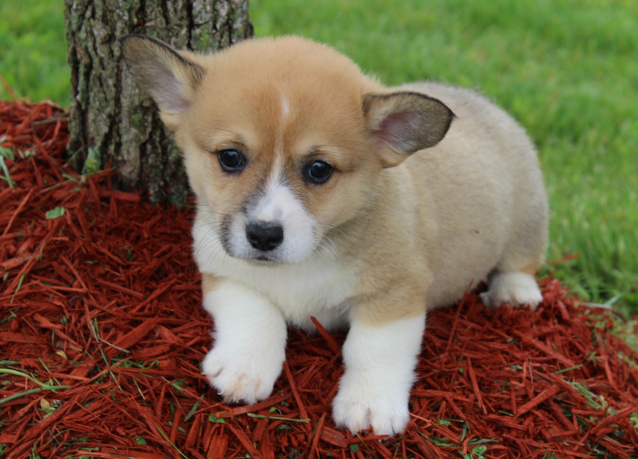 Corgis For Sale - Sevits Corgis